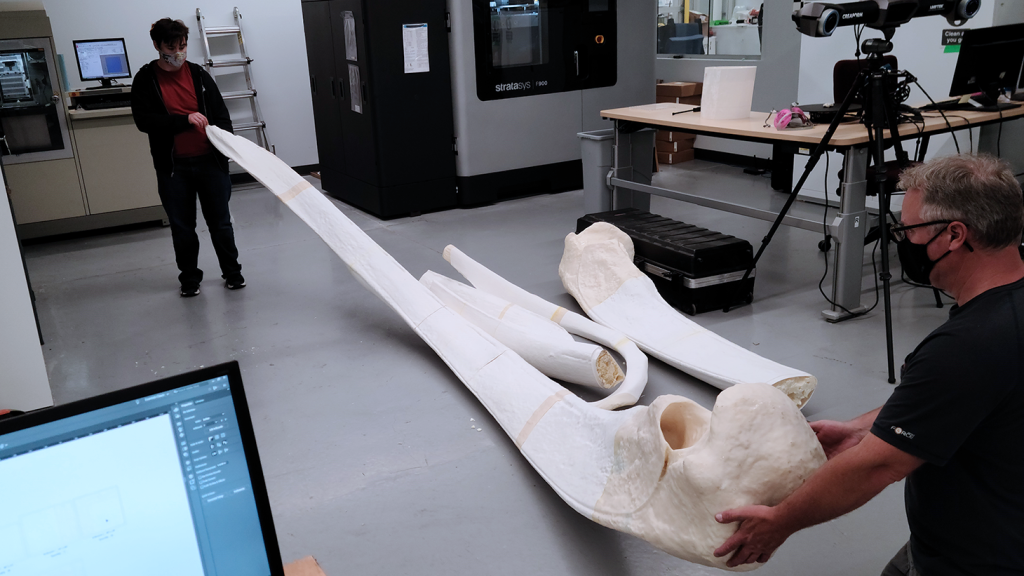 A team constructs part of a whale skeleton