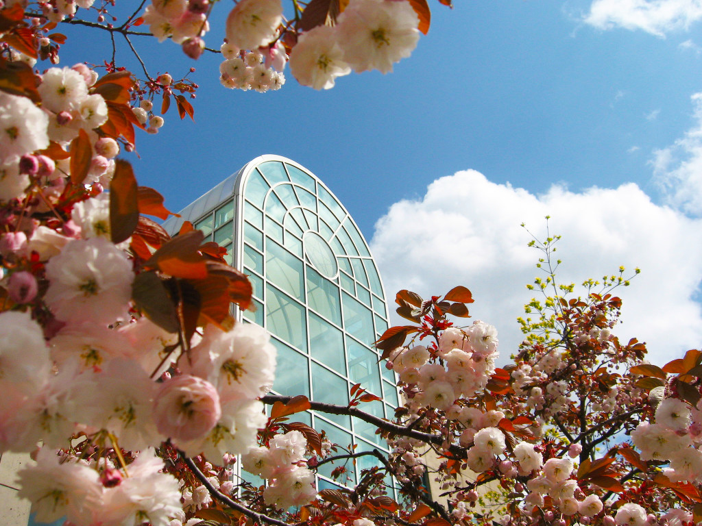 Interurban cherry blossoms