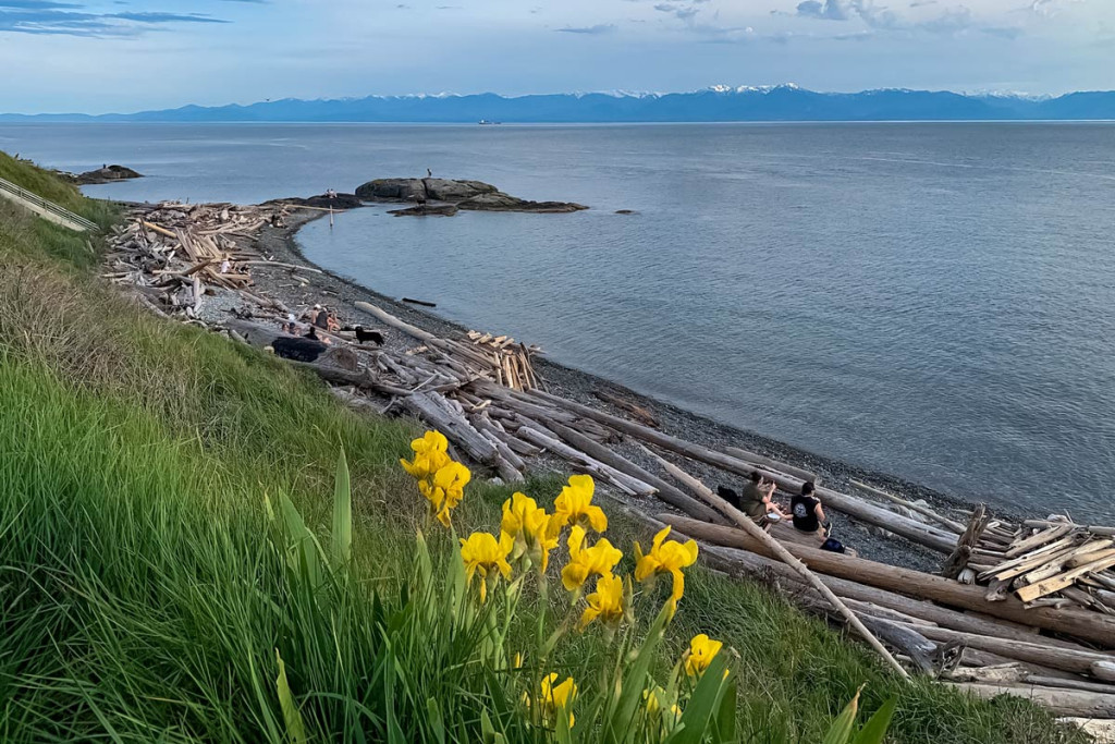 Two students sit by the ocean front at Dallas Road in Victoria. It's a scenic beach with driftwood scattered about and daffodils in the foreground. 