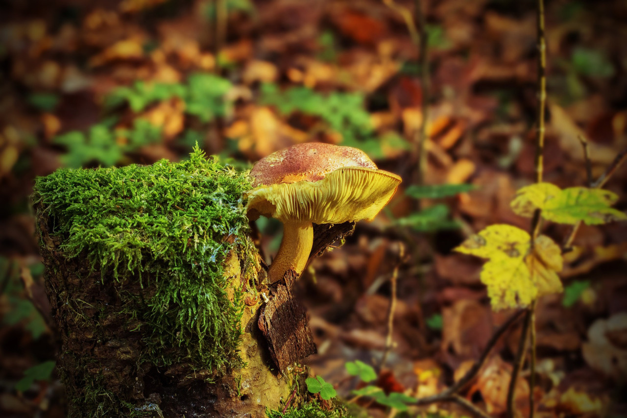 tree stump with fungi growing