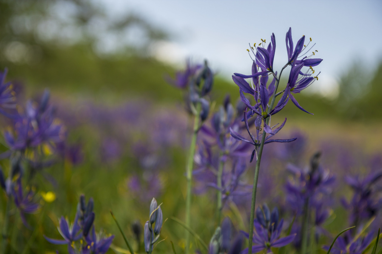 close up of purple flowers