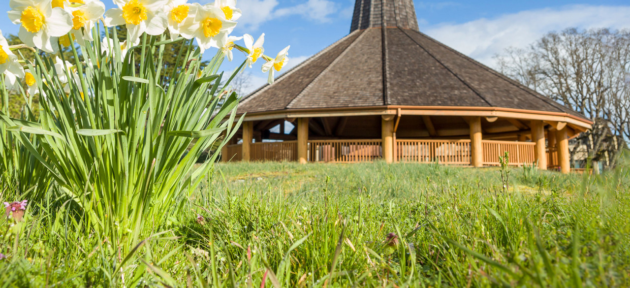 Na'tsa'maht with daffodils in foreground 