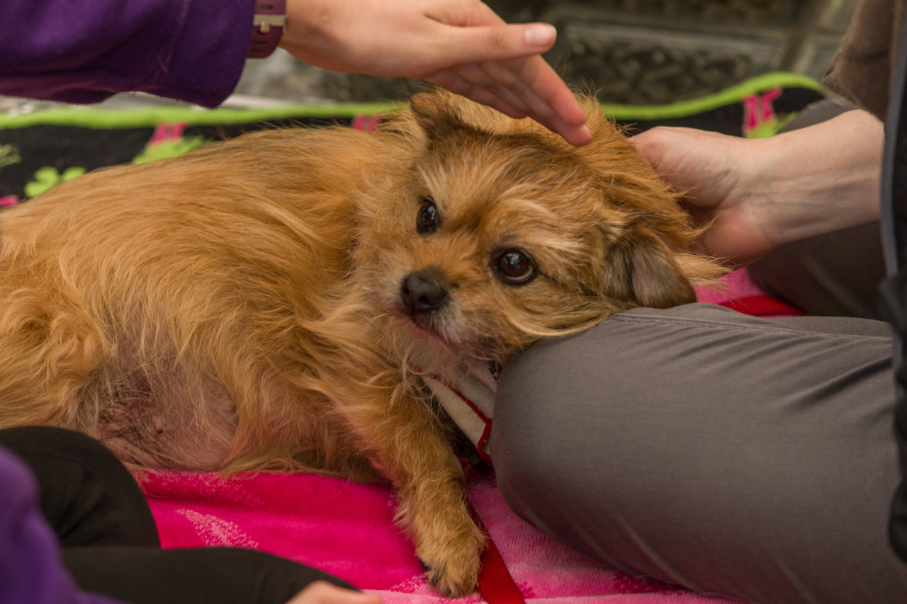 a therapy dog gets a pet on the head