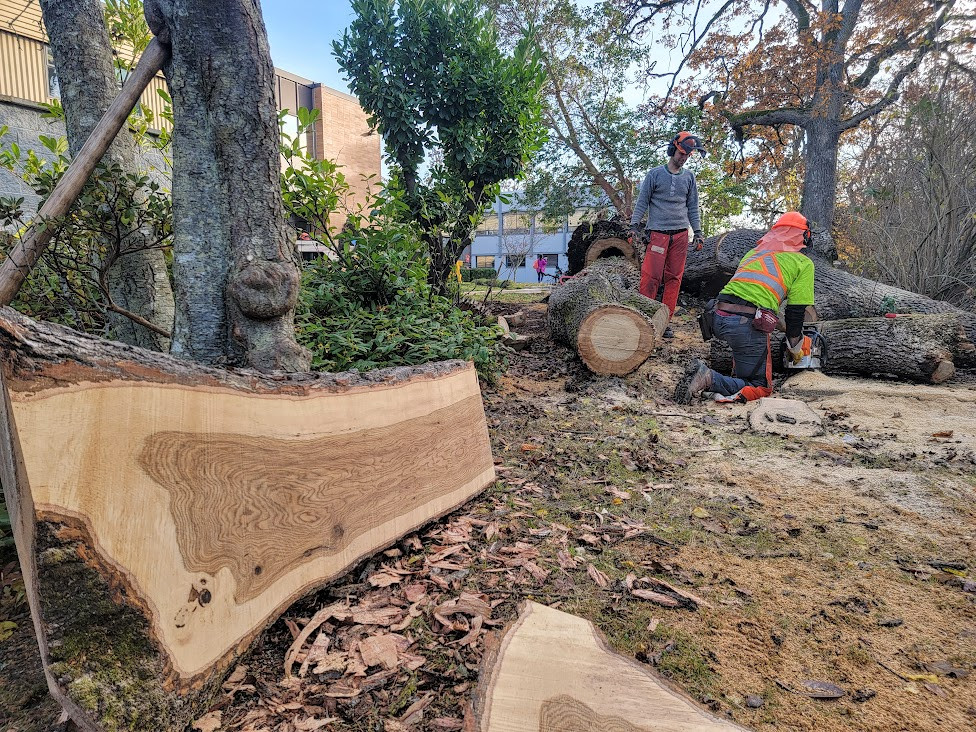 A large slab of cut wood from the trunk of a fallen Garry oak tree is displayed.